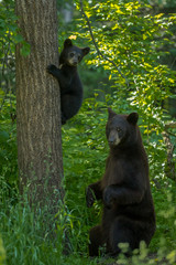 Black bear mother and cub taken in northern MN