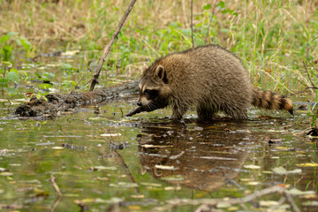 Northern Raccoon walking around in water aken in southern MN in the wild