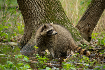 Obraz na płótnie Canvas Northern Raccoon peeking around tree taken in southern MN in the wild