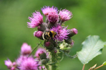 Beautiful nature (a bumblebee on a thistle) along the hikingtrail to Filzmoos Moor in the holiday destination Wildschönau - Niederau, Tyrol - Austria