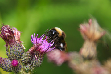 Beautiful nature (a bumblebee on a thistle) along the hikingtrail to Filzmoos Moor in the holiday destination Wildschönau - Niederau, Tyrol - Austria