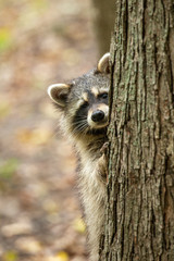 Northern Raccoon peeking around tree taken in southern MN in the wild