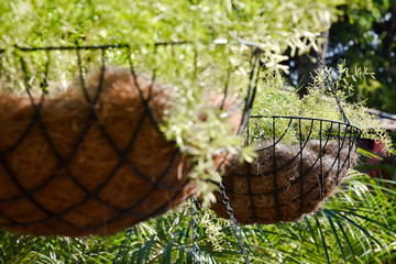 pine cones in a basket