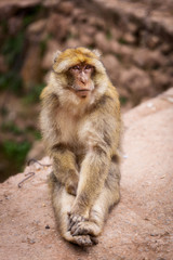 Cute barbary macaque magot sitting and looking into your eyes
