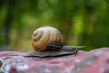 Big snail in shell crawling. Curious snail in the garden
