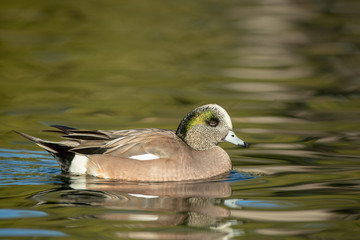 American Wigeon adult male taken in SE Arizona in the wild