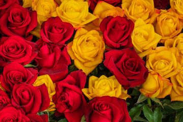 Gelb und dunkelrot blühende Rosen