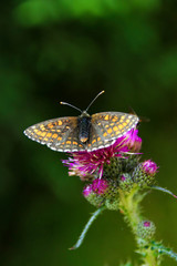 Beautiful nature (Vanessa cardui) along the hikingtrail to Filzmoos Moor in the holiday destination Wildschönau - Niederau, Tyrol - Austria