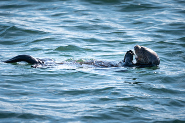 Fototapeta premium A sea otter floating in the pacific ocean on it's back with it's paws to it's mouth eating.