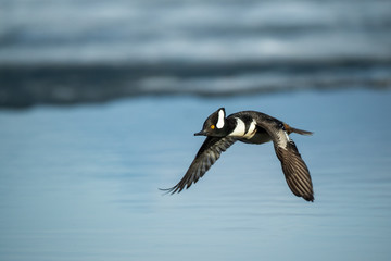 Hooded Merganser male in flight taken in central MN in the wild