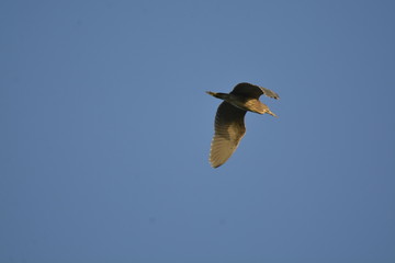 bird