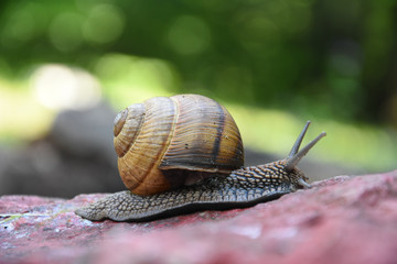 Big snail in shell crawling. Curious snail in the garden