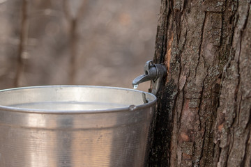 Maple sap spile dripping sap taken in southern MN