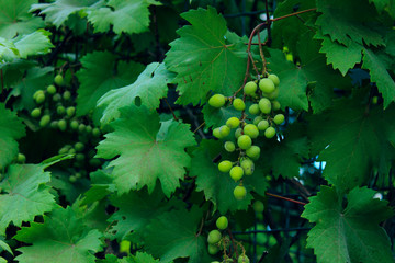 Closeup shot of a bunch of grapes in a vineyard. Green grape. Green Colors of nature. Abstract...