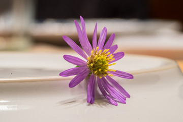 Macro of a flower