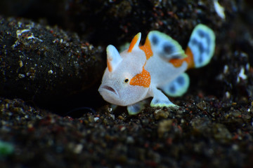 Macro underwater world - Warty Frogﬁsh - Antennarius maculatus (juvenile).  Diving and super macro photography. Tulamben, Bali, Indonesia.