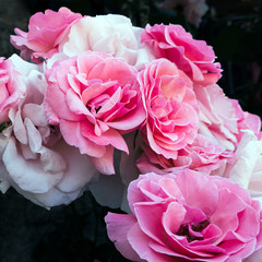 Beautiful White and Rose color Roses Bouquet