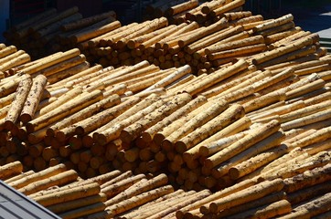 trunks cut in a sawmill near Brunico (BZ), Val Pusteria, South Tyrol. Italy