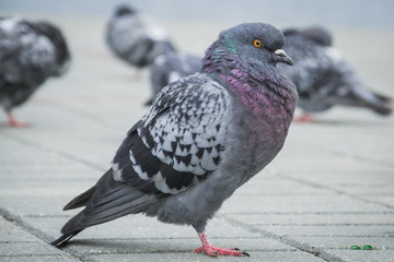 City bird dove stands on the sidewalk