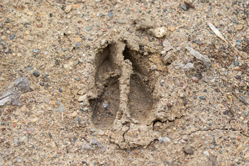 White-tailed Deer track in sand taken in central MN