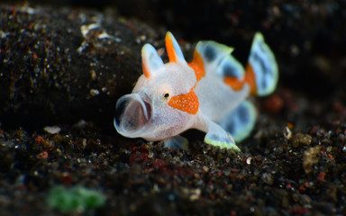 Macro underwater world - Warty Frogﬁsh - Antennarius maculatus (juvenile).  Diving and super macro photography. Tulamben, Bali, Indonesia.