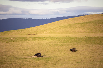 Fototapeta na wymiar sunset landscape with cows