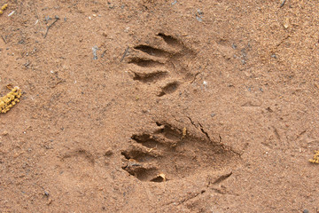Northern Raccoon tracks in sand taken in central MN in the wild