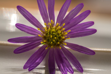 Macro of a flower