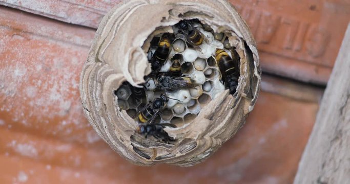 L&rsquo;int&eacute;rieur d'un nid de frelons 