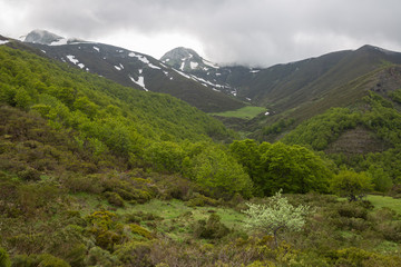 Fototapeta na wymiar Picos de Europa national park