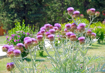 Obraz premium Artichoke plants flower