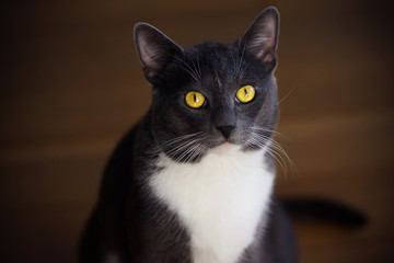 Beautiful gray house cat with bright yellow eyes and white spot on his forehead looks up at master's questioning glance.