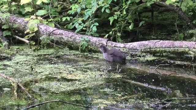 giovane gallinella d'acqua