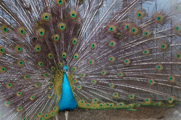 Naklejka premium Птицы