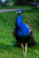 Pavo cristatus majestic blue bird, beautiful animal on green grass lawn background in sunlight