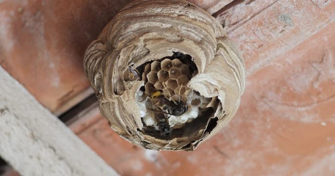 Petit nid de frelons &eacute;ventr&eacute; 