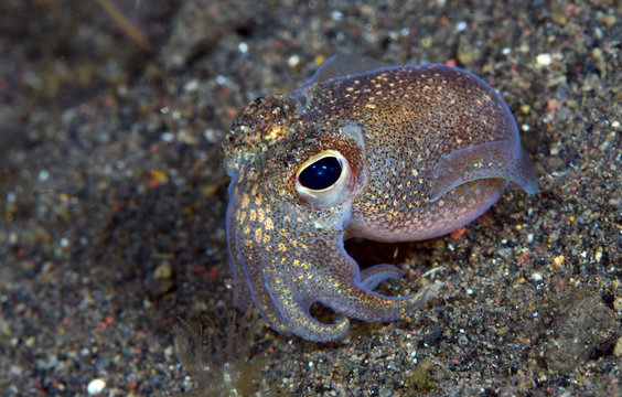 Amazing underwater world - Sepiadarium kochi - White-eyed bobtail squid. Night diving. Macro photography. Tulamben, Bali, Indonesia.