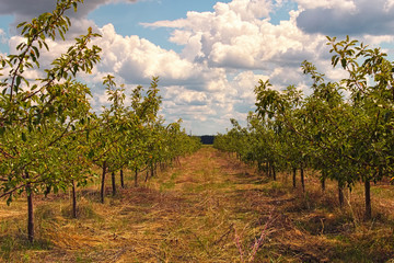 Long alley of young apple trees in the new orchard against a blue sky with white clouds. Natural nature concept. Kostivtsi, Ukraine