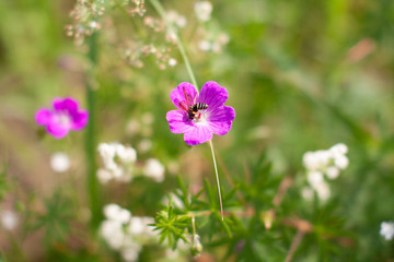 Meadow beautiful lilac flowers in soft focus and blurred for background, little flowers field in the morning sunshine of summer. Abstract nature background with wild flowers. Macro, selective focus.