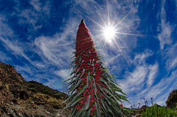 Viperina di Tenerife Echium wildpretii