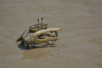 crab 