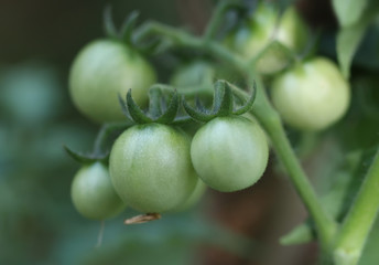 Green tomato on the vine