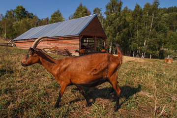 Brown goats in organic farm grazing on meadow with ponds