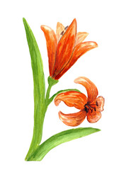Red lily flower, two flowers on a stem with long leaves. Bulbous plant with big and bright orange flowers. Hand drawn watercolor illustration isolated on white background.