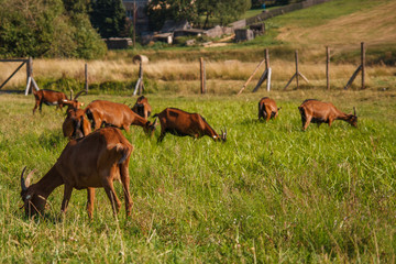 Brown goats in organic farm grazing on meadow with ponds