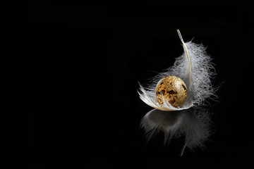 one raw quail egg with a white feather on the black background © Maksim