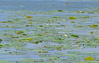 Lily pads in a lake