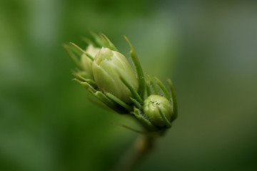 Jasmin Bud