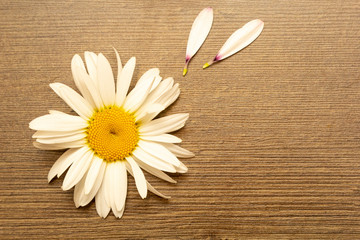 Bloom white chamomile flower with flying petals on wooden background. Divination on loves on petals of daisies. Top view.