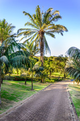 Walkway under palm trees.